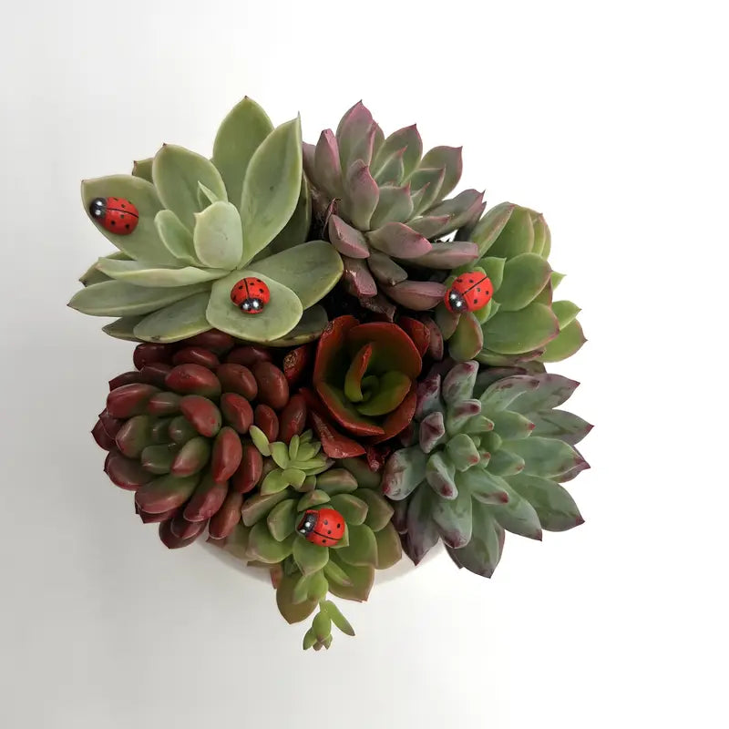 Miniatiūrinės medinės boružėlės raudonos spalvos - 5 vnt.