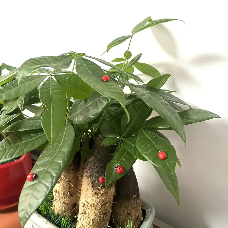 Miniatiūrinės medinės boružėlės raudonos spalvos - 5 vnt.